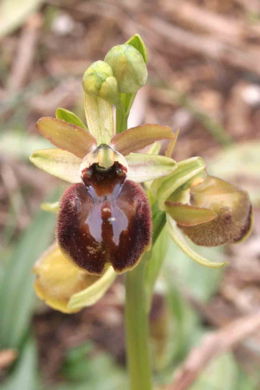 Ophrys sphegodes - Lago di Garda -